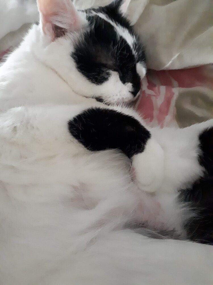 Cléo a gagné ses ailes. Elle veille toujours sur moi