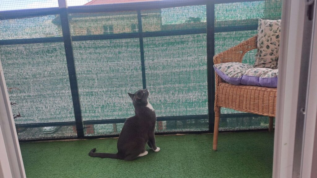 DIY catio sécurisé et cosy pour balcon