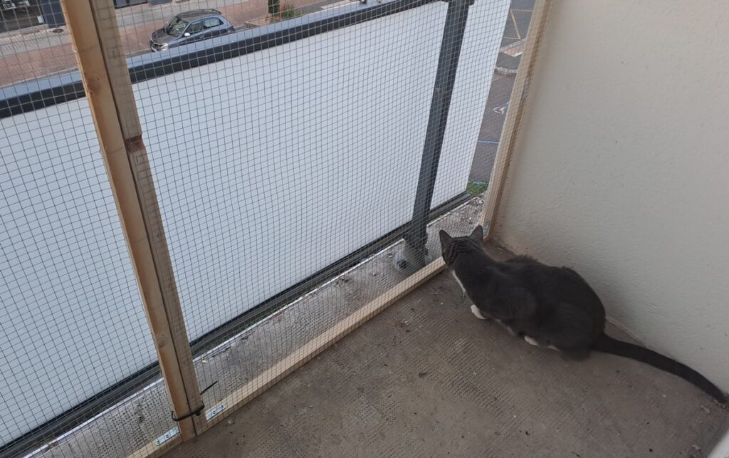Installation du cadre en bois et grillage pour le DIY catio